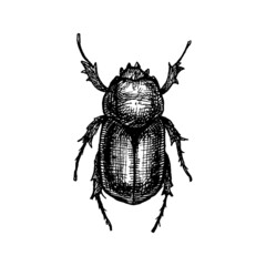 Etched vector illustration. Art work. Hand drawn ink sketch of adult big beetle with six legs in top view. Wildlife nature biology. Representative of insects and arthropods.