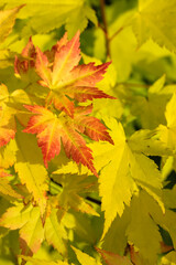 Fototapeta premium Yellow red autumn maple leaves in sunny day. Seasons change from summer to fall.