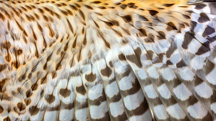 Close up background texture of the inside feathers of a red shouldered hawk wing