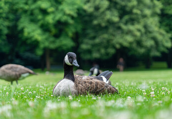 Gänse im Westpark München