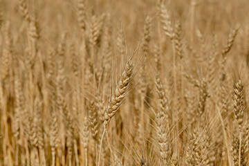 Fototapeta premium Wheat or barley spikelets in a field against a dramatic sky background. Shallow depth of field