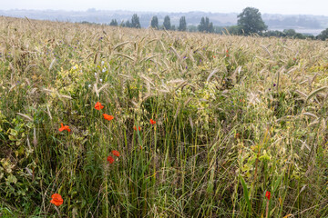 cereal field with flowers in Brittany