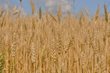 Wheat or barley spikelets in a field against a dramatic sky background. Shallow depth of field