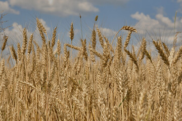 Wheat or barley spikelets in a field against a dramatic sky background. Shallow depth of field