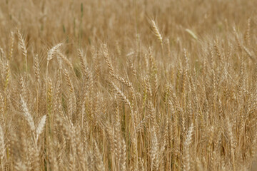 Wheat or barley spikelets in a field against a dramatic sky background. Shallow depth of field