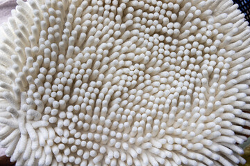 マットのアップ