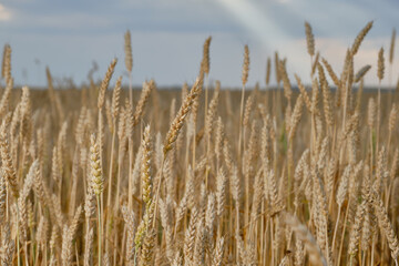 Wheat or barley spikelets in a field against a dramatic sky background. Shallow depth of field