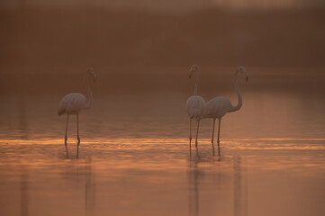 Greater Flamingos during sunrise in the morning, Bahrain