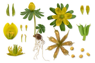 Winterling (Eranthis hyemalis), Pflanze, Blüte, Samenstand, Bildtafel, freigestellt, Deutschland