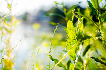 green bright grass and sun in the wind on the nature as a background 