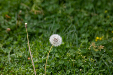 Dandelion in field