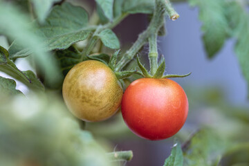 tomatoes on the vine, nacka, sverige, sweden, stockholm