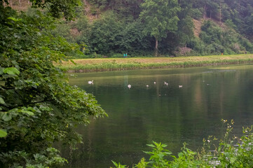 lake in the forest