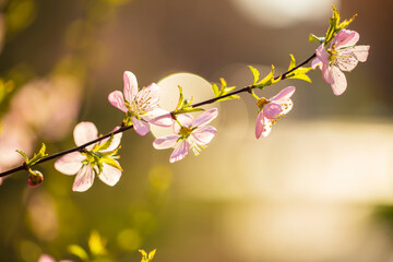 the plum trees bloom, Peach blossoms in bloom
