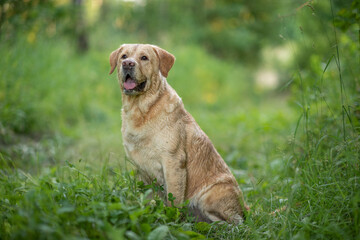 Portrait of a young beautiful fawn labrador retriever in the park.