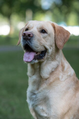 Portrait of a young beautiful fawn labrador retriever in the park.