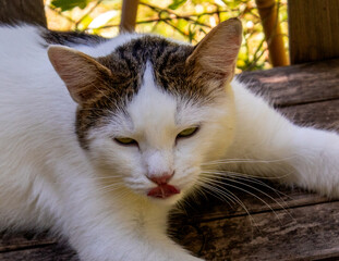 Kater Joe, August 2020