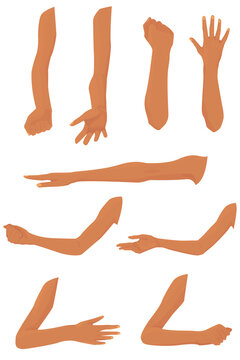 Set Of Hands With Different Gestures Isolated On White Background. Anatomical References. Arm From Shoulder To Palm. Muscles Of The Arm In Front And Side. Parts Of The Human Body. Vector Flat.