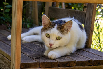 Kater Joe, August 2020