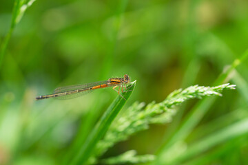 Eastern Forktail on Leaf in Springtime