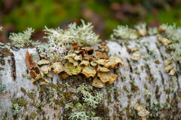 Close up of moss and lichen growing on a tree branch