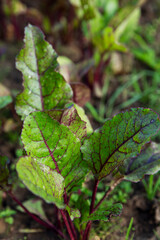 Beet tops in the garden. New harvest. Vitamins and healthy food. Vertical.