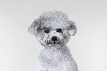 
A toy poodle girl who is still energetic even at the age of 10 this year