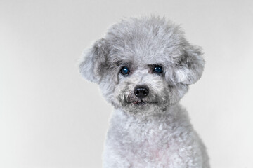 
A toy poodle girl who is still energetic even at the age of 10 this year