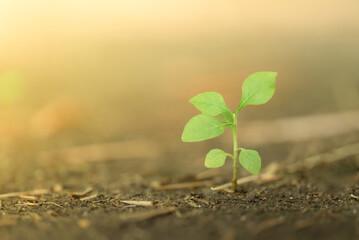 Nature view of green leaf in garden Natural green leaves plants in summer using as spring background cover page greenery environment ecology Global Warming Save World Save Planet Humanity Wallpaper