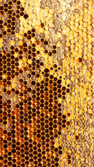 Frame with honeycomb with sweet golden honey. Healthy eating, super food. Beekeeping concept. Sealed honeycombs with perga and pollen.