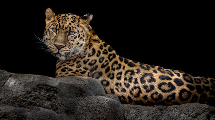 leopard