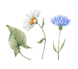 set of watercolor meadow flowers chamomile and cornflower isolated on white background, hand painted