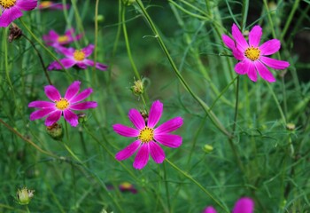 Close-up purple cosmea flowers blooming on summer day.