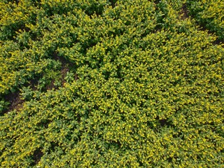 green moss background