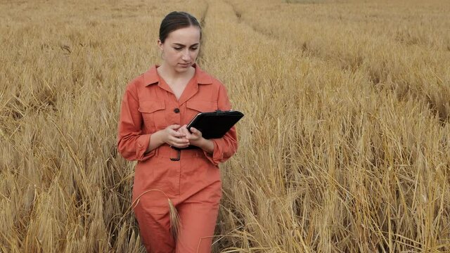 Caucasian Agronomist checking the field of cereals and sends data to the cloud from the tablet. Smart farming and digital agriculture concept. Successful organic food production and cultivation