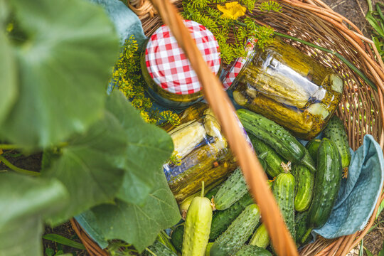 Basket with pickled cucumbers and ingredients in the garden surrounded cucumber plants with green leaves and yellow flowers