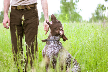 A hunter man in brown pants trains a hunting dog Drathaar in green field, meadow