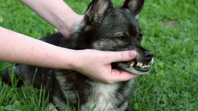 Small mixed breed dog with an underbite. Canine malocclusion. Woman is showing the dog's misaligned teeth