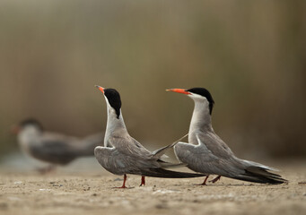 White-cheeked Tern courtship display at Asker marsh, Bahrain