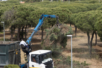 A man in a tow truck, collecting the cut branches of the pine trees.Bioagradable energy concept. 
