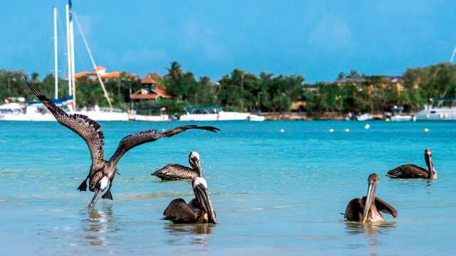Pelicanos en la playa