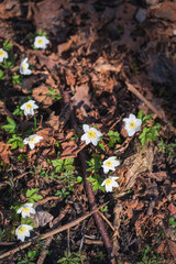 Wood anemones growing among the fallen dried autumn leaves