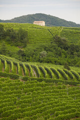 Vineyard in Valdobbiadene