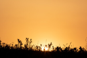 Fototapeta na wymiar orange sunset and plants silhouettes, copy space, setting sun.