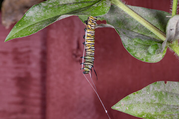 Monarch butterfly caterpillar dead from Tachinid fly parasitic infection. White strands of silk hanging from body. Concept of insect and wildlife conservation, habitat preservation, and Monarch butter