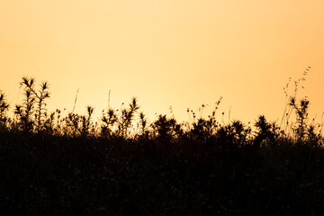 Obraz premium orange sunset and plants silhouettes, copy space, setting sun.