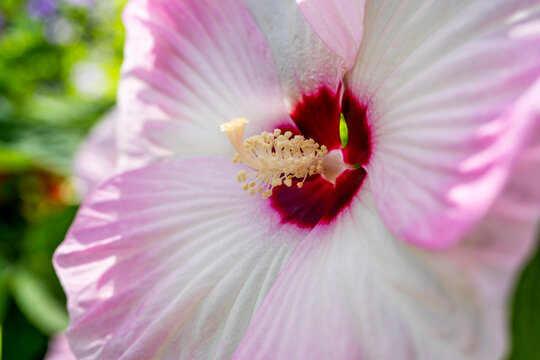 White pink Hibiscus flowering plant macro close-up. This type of flower that grows in warm climates subtropical and tropical regions. High quality photo. 