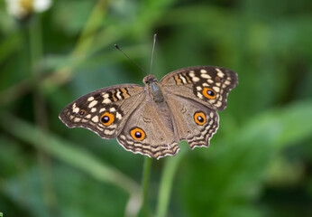 Indian peacock butterfly.