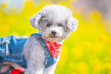 
A toy poodle girl wrapped in happy colors