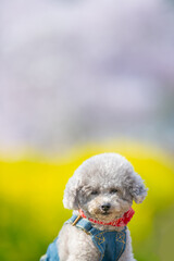 
A toy poodle girl wrapped in happy colors